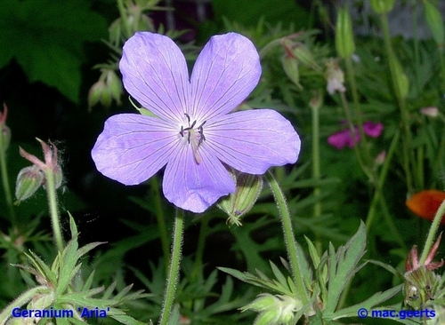 Geranium 'Aria'